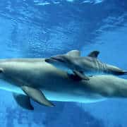 baby-bottlenose-dolphin-with-mother