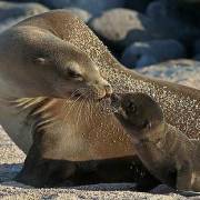 baby_and_mother_seal