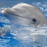 baby_dolphin