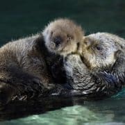 Baby_Sea_Otter