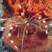 banded_coral_shrimp