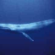 blue_whale_fs