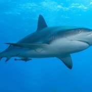 Caribbean_reef_shark