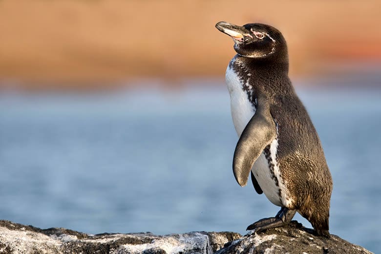 Galápagos Penguin Galápagos Islands