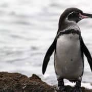Galapagos_penguin