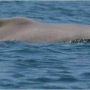 Close up of a Humpback Dolphins hump
