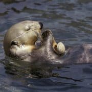 sea-otter-floating-on-back-eating