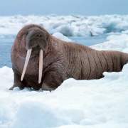 walrus2
