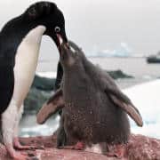Antarctic_adelie_penguins
