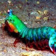 Mantis-shrimp