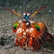 Mantis shrimp2