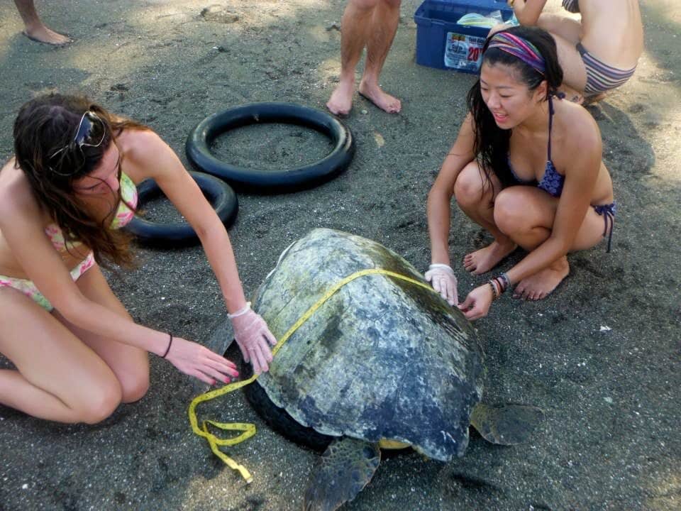 Measuring Turtle