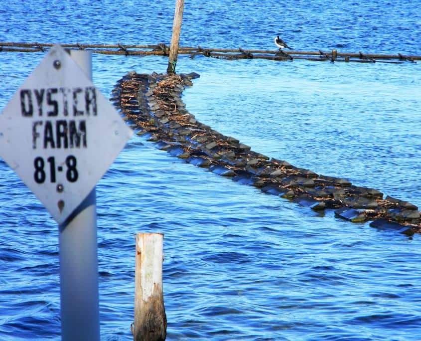 Merimbula boardwalk oyster farm post 5