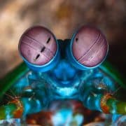 Peacock mantis shrimp eyes