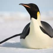 Penguins_sliding