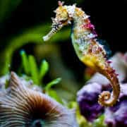 Rainbow-colored-seahorse