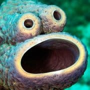 cookie-monster-sea-sponge