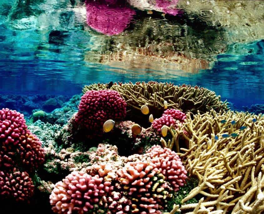 great-barrier-reef-beautiful-coral-australia