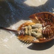horseshoe-crab-molting