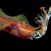 multicolor squid