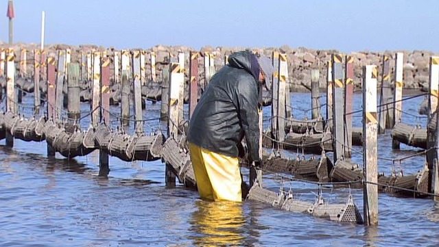 oyster farming 2
