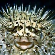 porcupinfish