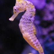 seahorse_purple