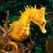 seahorse_yellow