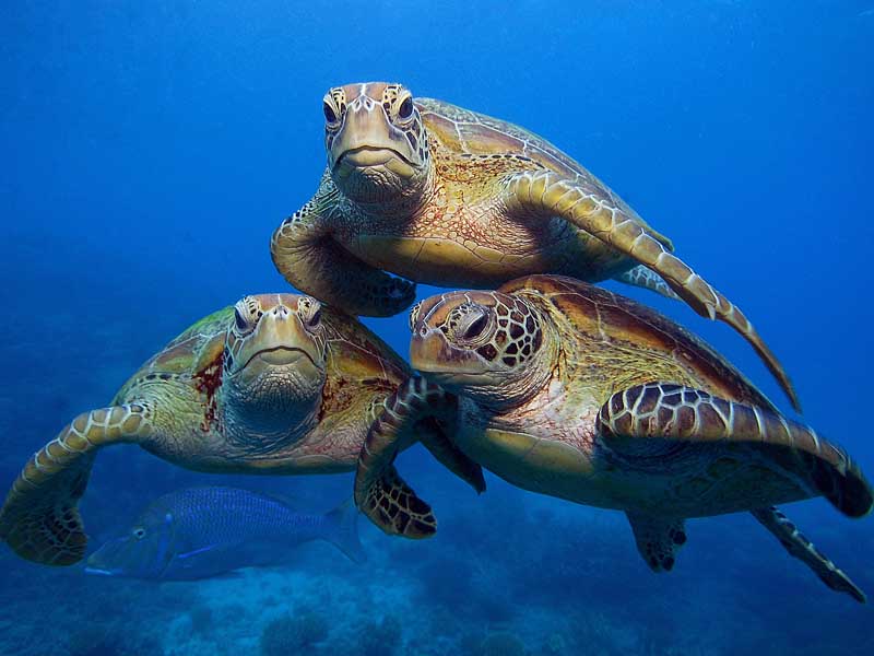 sp_three_green_turtles_great_barrier_reef