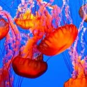 spectatular-jellyfish
