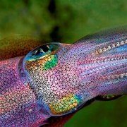 squid-colors