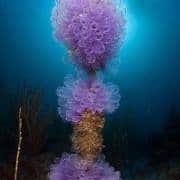 tunicate