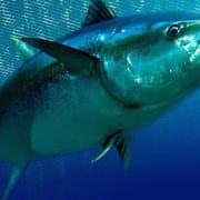 zanzibar-fish-tuna-fish