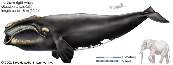 northern right whale size