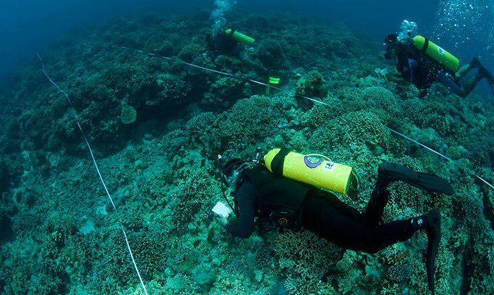 Regular monthly reef monitoring in Apo Reef Natural Park